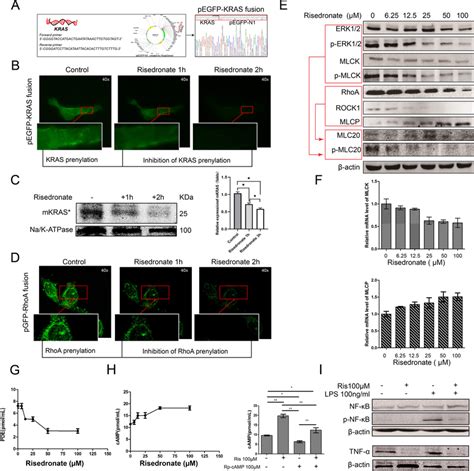 The molecular mechanism of risedronate efficacy in ameliorating the ...