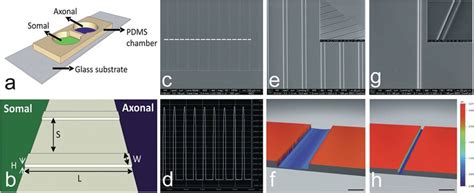 Design and fabrication of microfluidic based open chamber co-culture ... 