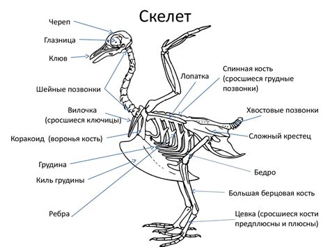 Полет птиц - online presentation