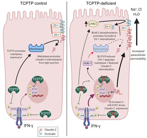 T Cell Protein Tyrosine Phosphatase Protects Intestinal Barrier