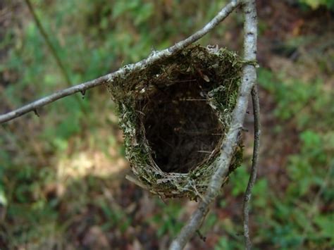 Free picture: warbling, vireo, songbird, nest