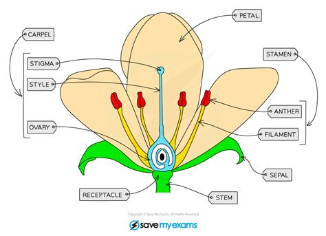 Sexual Reproduction In Plants 16 1 2 Cie Igcse Biology Revision Notes 2022 Save My Exams