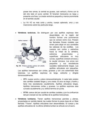 Esqueleto Axial Pdf