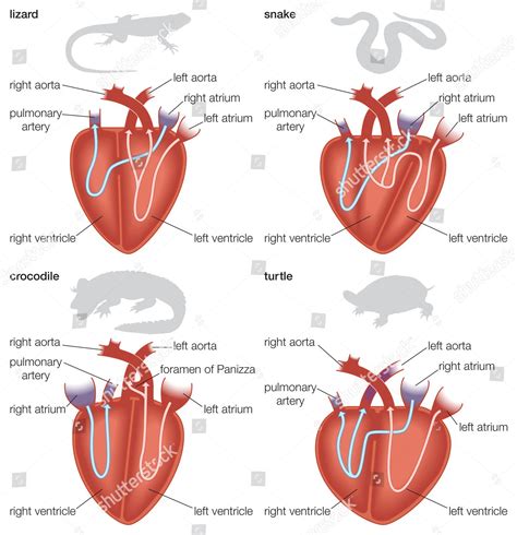 Types Reptilian Hearts Lizard Snake Crocodile Editorial Stock Photo