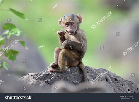 Baboon baby Images, Stock Photos & Vectors | Shutterstock