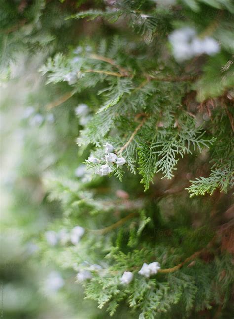 Close Up An Evergreen Juniper Shrub With Blue Berries And Buds By