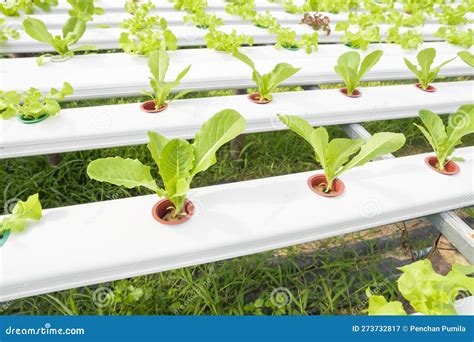 The Group Of Hydroponic Vegetables Isolated On White Background Green