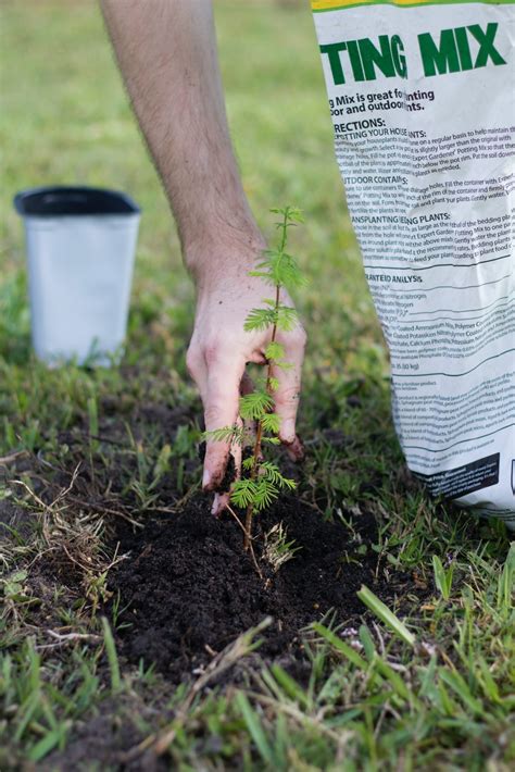 Our Tree Planting Partners | Trees4Scotland Collaborations