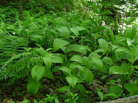 Veratrum Viride American False Hellebore Go Botany