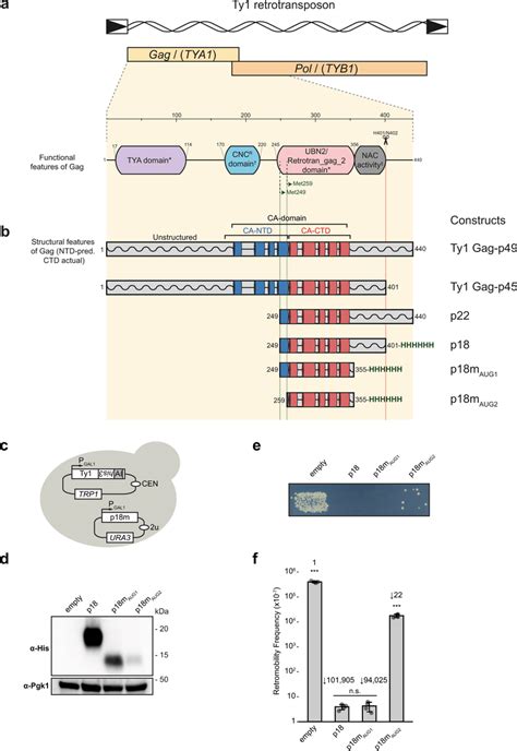 Transposition Assays Define The Minimal Fragment For P P Activity A