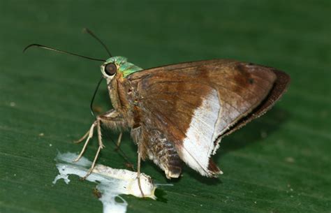 Saltarina Rel Mpago Azul De Cola Blanca Astraptes Alardus