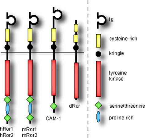 Structure Of Ror Rtks In Different Species Structure Of Ror Receptor