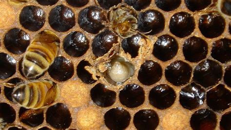 Diseases Of The Honey Bee