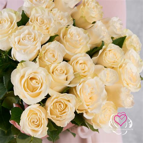 Букет из 25 белых роз 60-70 см (Эквадор) в Санкт-Петербурге, купить ...