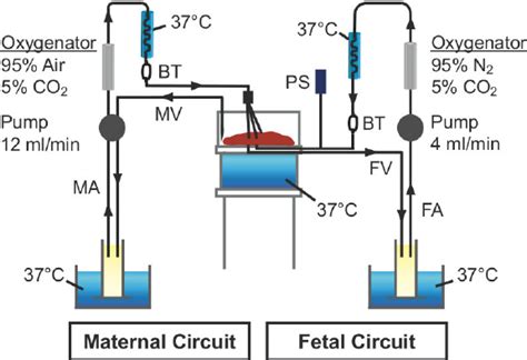 Schematic Illustration Of The Ex Vivo Human Placental Perfusion Model Download Scientific