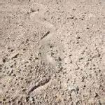 How To Identify Snake Tracks (With Images) - SnakeTracks.com