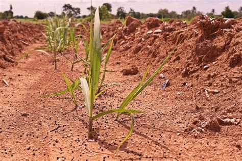 Fertilizer Application To Sugarcane Seedling Stock Image Image Of