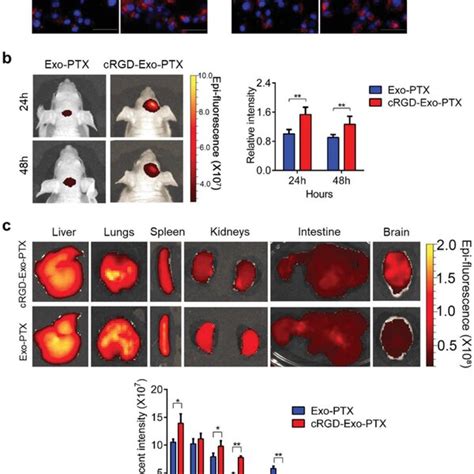 Targeting Capability Of Crgdexoptx In Vitro And In Vivo A