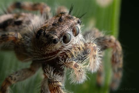 Putnam S Jumping Spider In May 2024 By Thomas Shahan INaturalist