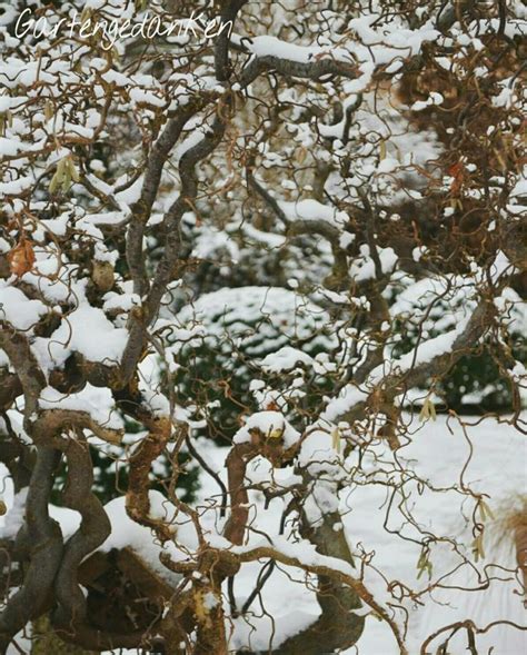 Korkenzieherhasel Corylus Avellana Contorta Und Buchs Garten