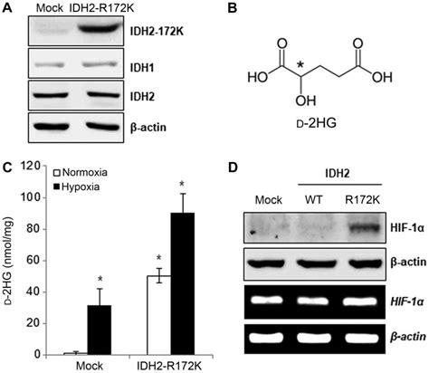 The Oncometabolite D Hydroxyglutarate Induces Angiogenic Activity