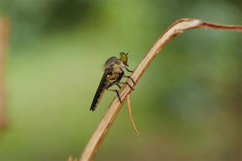 Dry Insect Preservation Photos, Download The BEST Free Dry Insect
