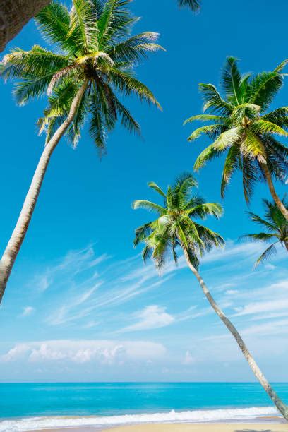 Palmen Strand Meer Vertikal Bilder Und Stockfotos Istock