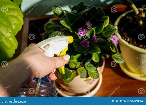 Woman Caring For House Plant Woman Taking Care Of Plants At Her Home