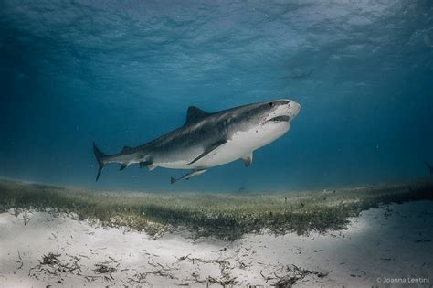 Underwater Shark Photography