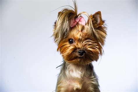 Premium Photo Yorkshire Terrier Looking At The Camera In A Head Shot