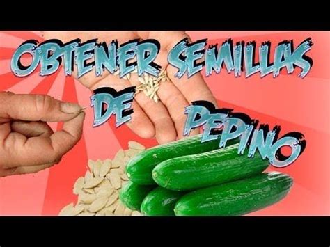 Como Conseguir Semilla De Pepino Semillas Organicas La Huertina