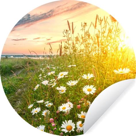 WallCircle Muurstickers Behangcirkel Bloemen Madelief Natuur