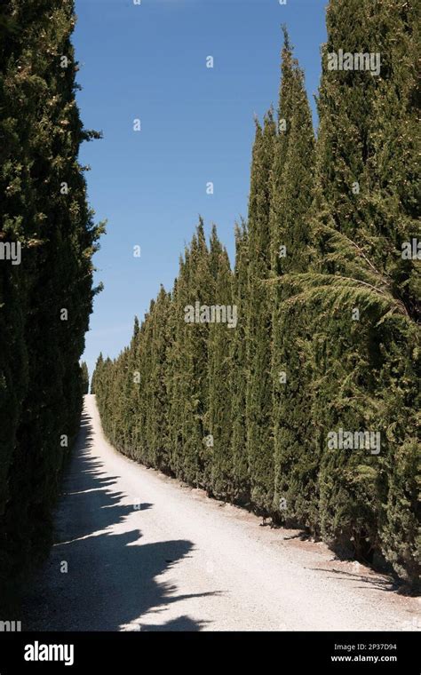 Mediterranean Cypress Cupressus Sempervirens Tuscany Italy Europe