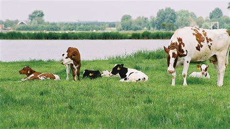 Kalf Bij De Koe Goed Voorbeeld Doet Goed Volgen Ekoland Nl Nieuws