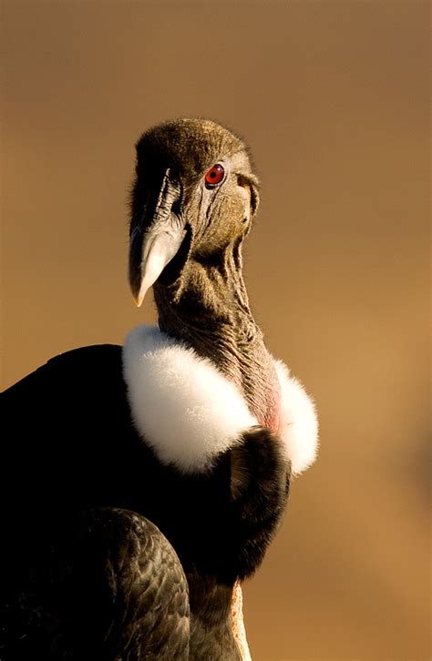 Birding Bird Watching Patagonia Argentina Cóndor Andino