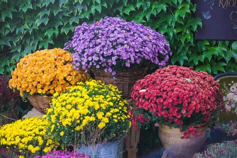 Le moment idéal pour planter des chrysanthèmes d automne dans votre jardin