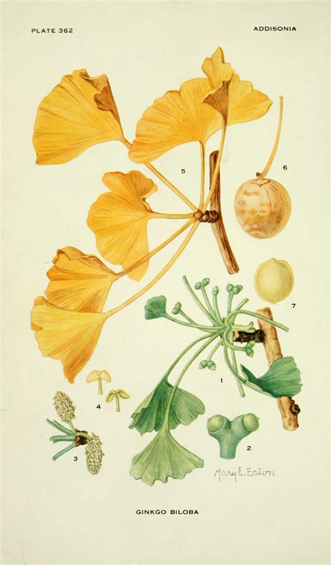 Addisonia Illustrations Fleurs Ginkgo Biloba Arbre Aux 40 Mille