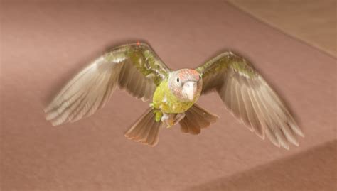 Trained Parrot Blog - Cape and Senegal Parrot Flight Photos