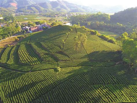 博罗柏塘：重塑茶产业链条 茶文旅融合发展惠州新闻网