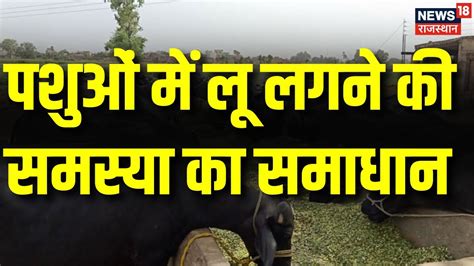 Annadata कैसे करें पशुओं में लू लगने की समस्या का समाधान Agriculture