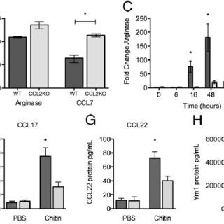 Epithelial cell CCL2-dependent M2 polarization in vitro. (A) ArgI ...