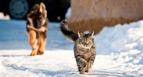 How Fast Can a Cat Run at Full Speed and on Average?