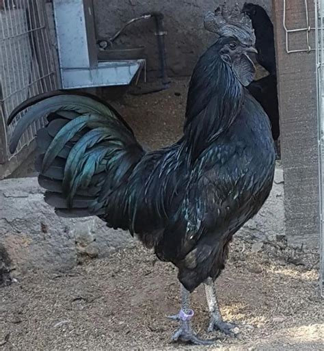 Conheça a galinha mais cara do mundo - Agro em Campo