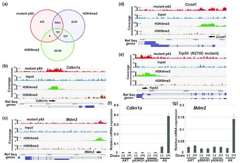 R270c Mutant P53 In Axt Cells Binds To Chromatin A A Venn Diagram