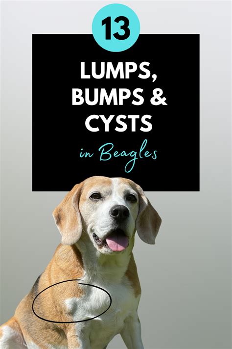 Lumps Bumps Cysts In Beagles Beagle Bump Skin Growths Dog Care