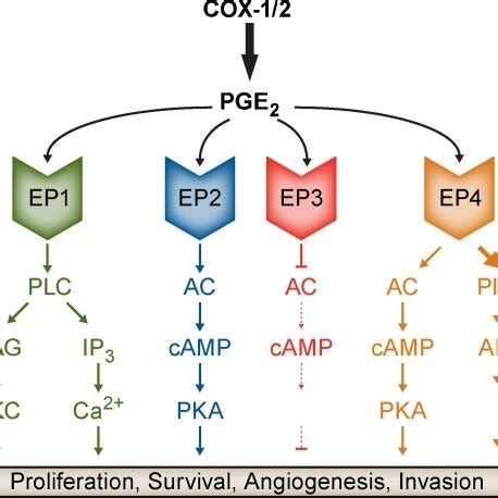 Canonical Signaling Pathways Activated By The EP Receptors For PGE2