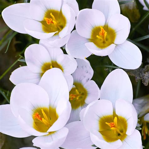 Krokus Ard Schenk Crocus chrysanthus cibule pěstování