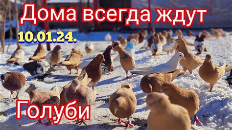После работы к голубям они ждут - YouTube