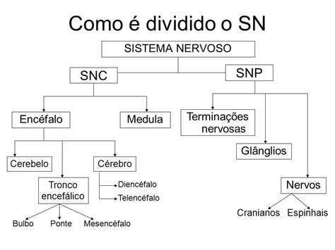 Sistema Nervoso Anatomia Papel E Caneta