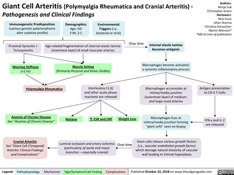 Giant Cell Arteritis Pathogenesis And Clinical Findings Calgary Guide